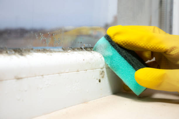 Mold Odor Removal Services in Meadowood, PA